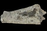 Triceratops Limb Bone Section - Montana #110606-2